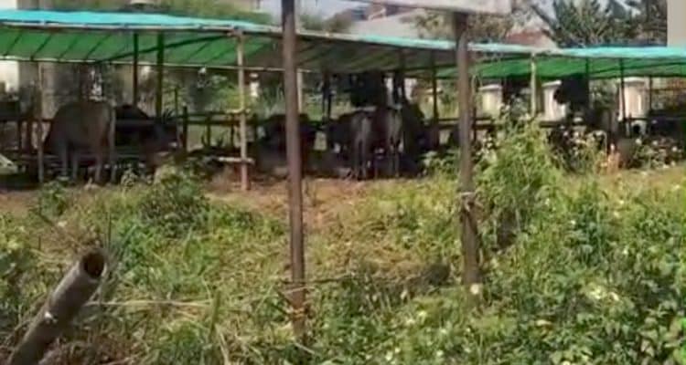 Screenshot 20250521 073413 WhatsApp