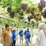 745094e6-f158-4358-835a-89bf40c87566 Sentra Anggur Duyu, Wajah Baru Reforma Agraria Sulawesi Tengah