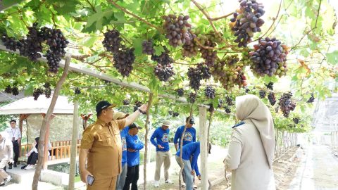 Sentra Anggur Duyu, Wajah Baru Reforma Agraria Sulawesi Tengah