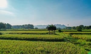 IMG_5627 Kementerian ATR/BPN Percepat Penetapan Lahan Sawah yang Dilindungi di Berbagai Provinsi