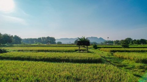 Kementerian ATR/BPN Percepat Penetapan Lahan Sawah yang Dilindungi di Berbagai Provinsi